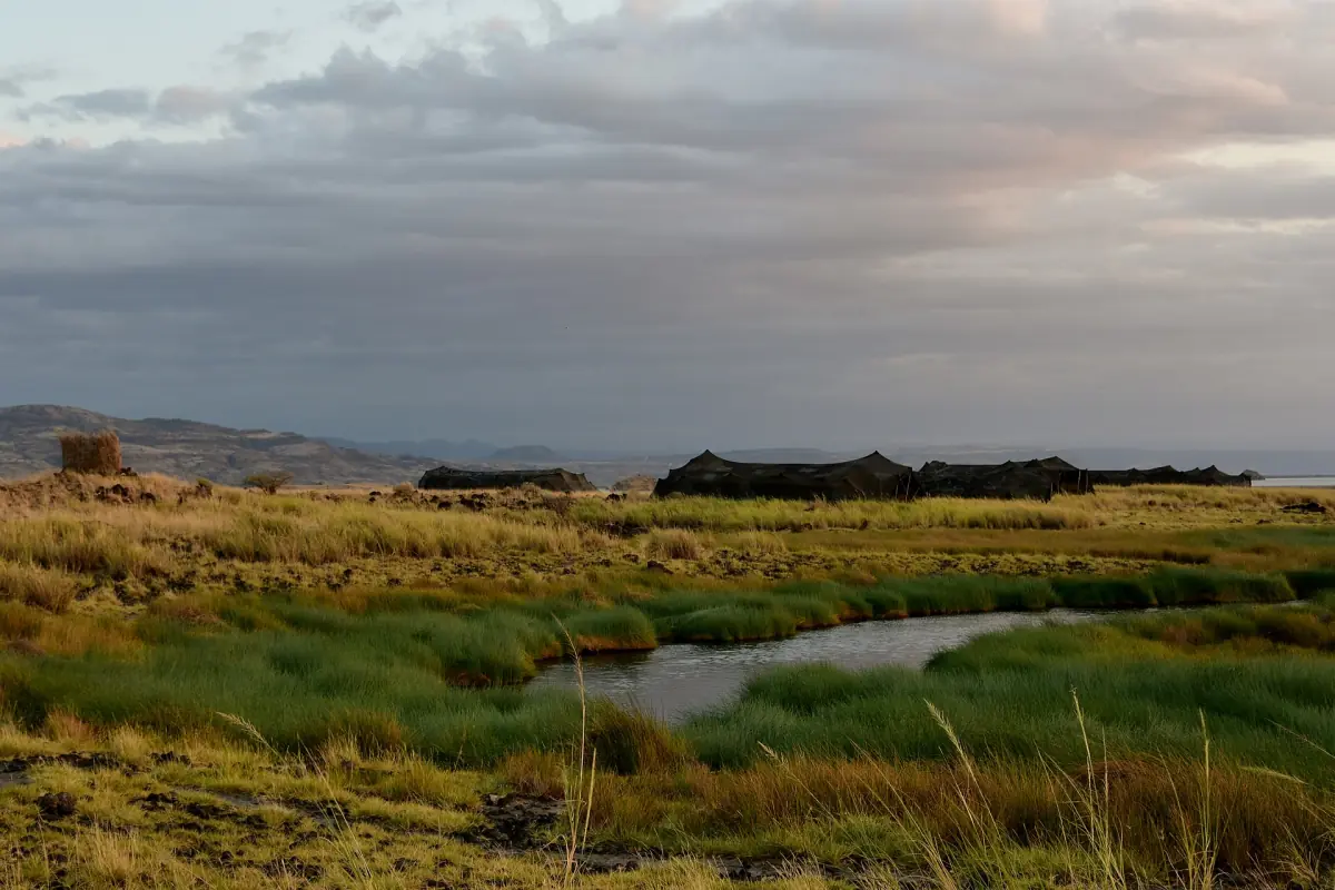 Petit cours d’eau traversant une prairie verdoyante près d’un camp de tentes au lac Natron