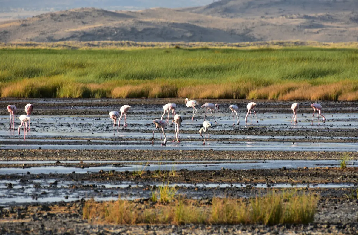 Flamingos waten nahe einem grünen Ufer am Rand des Natronsees