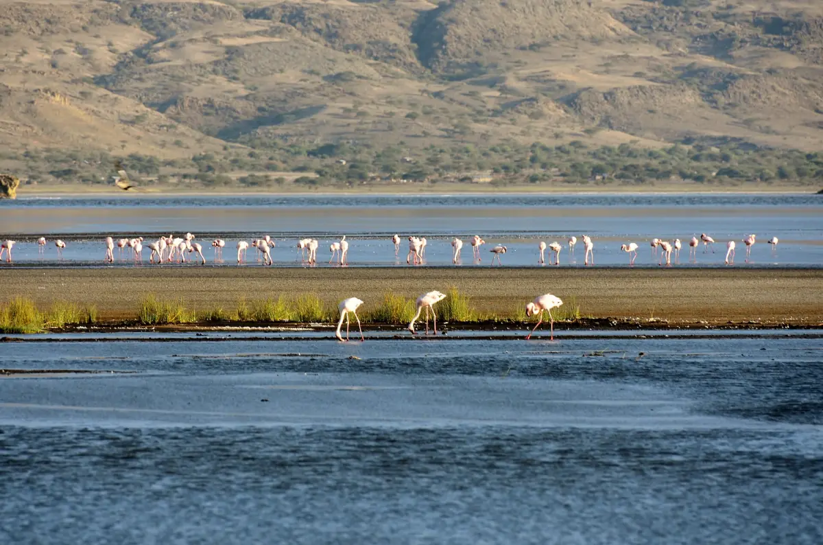 Flamants dans les eaux peu profondes du lac Natron avec des collines à l’arrière-plan