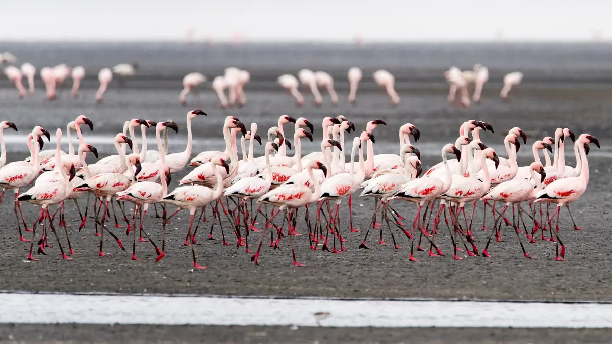 Flamants aux pattes roses marchant sur la boue grise du lac Natron