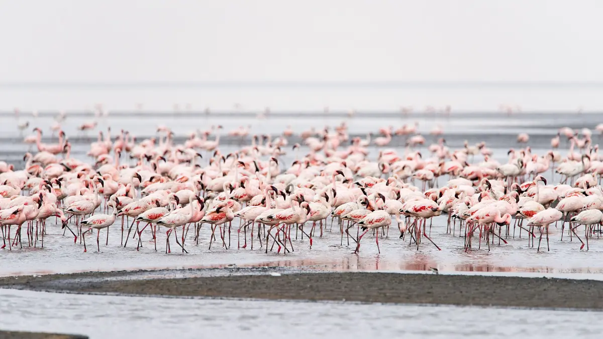 Große Gruppe Zwergflamingos im flachen Wasser des Natronsees