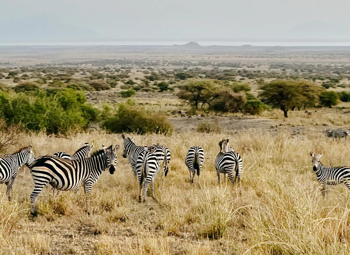 Zebras grasen in der trockenen Savanne im Bezirk Longido nahe Gelai